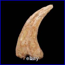 0.6 Anzu Wyliei Raptor Dinosaur Fossil Claw Bone Hell Creek FM SD Display