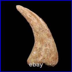0.6 Anzu Wyliei Raptor Dinosaur Fossil Claw Bone Hell Creek FM SD Display