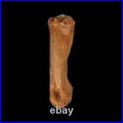 0.8 Dromaeosaurid Raptor Fossil Limb Toe Bone Cretaceous Dinosaur COA, Display