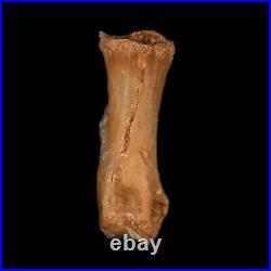 0.8 Dromaeosaurid Raptor Fossil Limb Toe Bone Cretaceous Dinosaur COA, Display