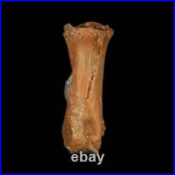 0.8 Dromaeosaurid Raptor Fossil Limb Toe Bone Cretaceous Dinosaur COA, Display