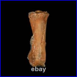 0.8 Dromaeosaurid Raptor Fossil Limb Toe Bone Cretaceous Dinosaur COA, Display