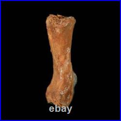 0.8 Dromaeosaurid Raptor Fossil Limb Toe Bone Cretaceous Dinosaur COA, Display