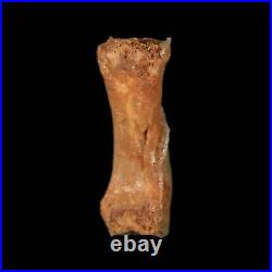 0.8 Dromaeosaurid Raptor Fossil Limb Toe Bone Cretaceous Dinosaur COA, Display