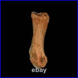 0.8 Dromaeosaurid Raptor Fossil Limb Toe Bone Cretaceous Dinosaur COA, Display