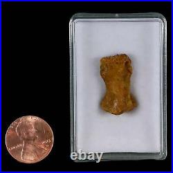 0.9 Dromaeosaurid Raptor Fossil Limb Toe Bone Cretaceous Dinosaur COA, Display