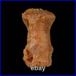 0.9 Dromaeosaurid Raptor Fossil Limb Toe Bone Cretaceous Dinosaur COA, Display