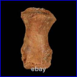 0.9 Dromaeosaurid Raptor Fossil Limb Toe Bone Cretaceous Dinosaur COA, Display