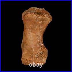 0.9 Dromaeosaurid Raptor Fossil Limb Toe Bone Cretaceous Dinosaur COA, Display