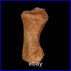 0.9 Dromaeosaurid Raptor Fossil Limb Toe Bone Cretaceous Dinosaur COA, Display