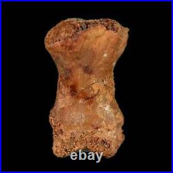 0.9 Dromaeosaurid Raptor Fossil Limb Toe Bone Cretaceous Dinosaur COA, Display