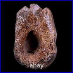 1.1 Rare Troodon Fossil Toe Bone Hollow Center Judith River Cretaceous Dinosaur