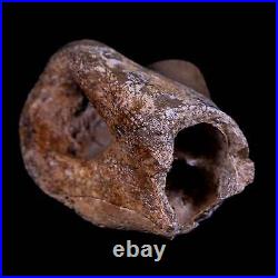 1.1 Rare Troodon Fossil Toe Bone Hollow Center Judith River Cretaceous Dinosaur