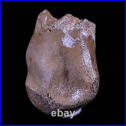 1.1 Rare Troodon Fossil Toe Bone Hollow Center Judith River Cretaceous Dinosaur