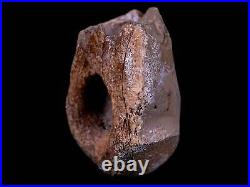 1.1 Rare Troodon Fossil Toe Bone Hollow Center Judith River Cretaceous Dinosaur