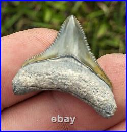1.17 Bone Valley Megalodon Shark Tooth. #49