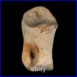 1.2 Struthiomimus Fossil Toe Bone Lance Creek FM WY Cretaceous Dinosaur Age