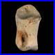 1.2 Struthiomimus Fossil Toe Bone Lance Creek FM WY Cretaceous Dinosaur Age