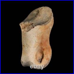 1.2 Struthiomimus Fossil Toe Bone Lance Creek FM WY Cretaceous Dinosaur Age