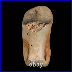 1.2 Struthiomimus Fossil Toe Bone Lance Creek FM WY Cretaceous Dinosaur Age