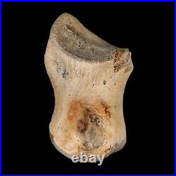 1.2 Struthiomimus Fossil Toe Bone Lance Creek FM WY Cretaceous Dinosaur Age