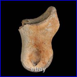 1.2 Struthiomimus Fossil Toe Bone Lance Creek FM WY Cretaceous Dinosaur Age