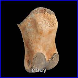 1.2 Struthiomimus Fossil Toe Bone Lance Creek FM WY Cretaceous Dinosaur Age