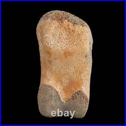 1.2 Struthiomimus Fossil Toe Bone Lance Creek FM WY Cretaceous Dinosaur Age