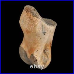 1.2 Struthiomimus Fossil Toe Bone Lance Creek FM WY Cretaceous Dinosaur Age