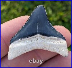 1.63 Bone Valley Megalodon Shark Tooth. #11