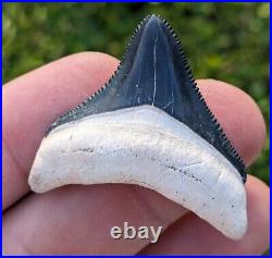 1.63 Bone Valley Megalodon Shark Tooth. #11