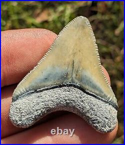 1.81 Bone Valley Megalodon Shark Tooth. #37