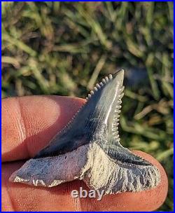 1.88 Huge Bone Valley Hemipristis Shark Tooth. #205