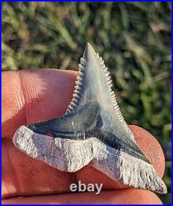 1.88 Huge Bone Valley Hemipristis Shark Tooth. #205