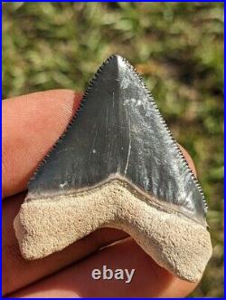 1.89 Bone Valley Hubble Megalodon Shark Tooth. #314