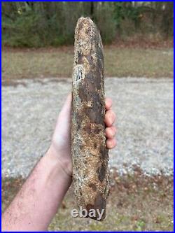 1 Massive Authentic / Real / Extinct /Fossilized Mysticeti Rib Bone, NOT MODERN