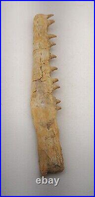 10 Inches Mosasaurus Fossilized Teeth in Jaw Bone Morocco Cretaceous Dinosaurs
