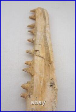 10 Inches Mosasaurus Fossilized Teeth in Jaw Bone Morocco Cretaceous Dinosaurs