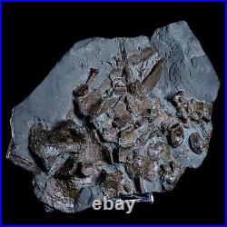 12 Ichthyosaurus Fossil Bone Cluster Stenopteryguis Sp Holzmaden Germany Stand