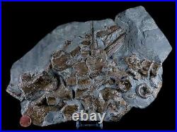12 Ichthyosaurus Fossil Bone Cluster Stenopteryguis Sp Holzmaden Germany Stand