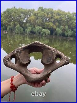 1200g Ice Age mammal vertebra bone specimen Pleistocene