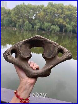 1200g Ice Age mammal vertebra bone specimen Pleistocene