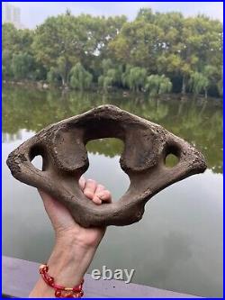 1200g Ice Age mammal vertebra bone specimen Pleistocene