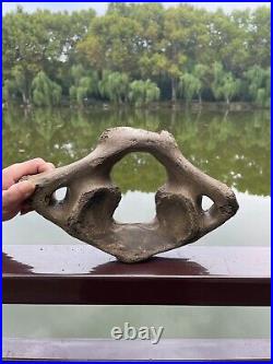 1200g Ice Age mammal vertebra bone specimen Pleistocene