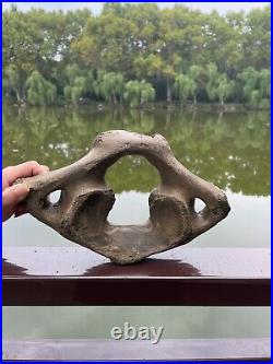 1200g Ice Age mammal vertebra bone specimen Pleistocene