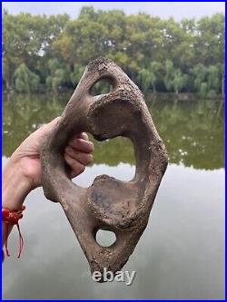 1200g Ice Age mammal vertebra bone specimen Pleistocene