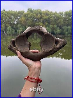 1200g Ice Age mammal vertebra bone specimen Pleistocene