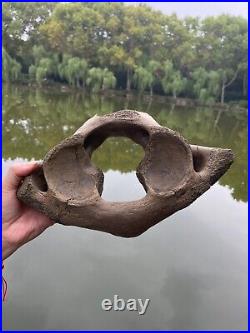 1200g Ice Age mammal vertebra bone specimen Pleistocene