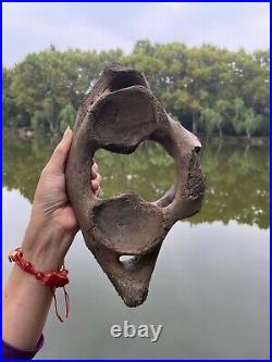 1200g Ice Age mammal vertebra bone specimen Pleistocene