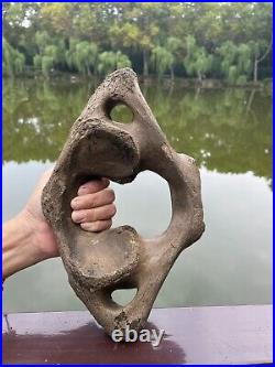 1200g Ice Age mammal vertebra bone specimen Pleistocene